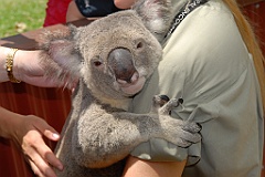 0068 Cairns Tropical Zoo